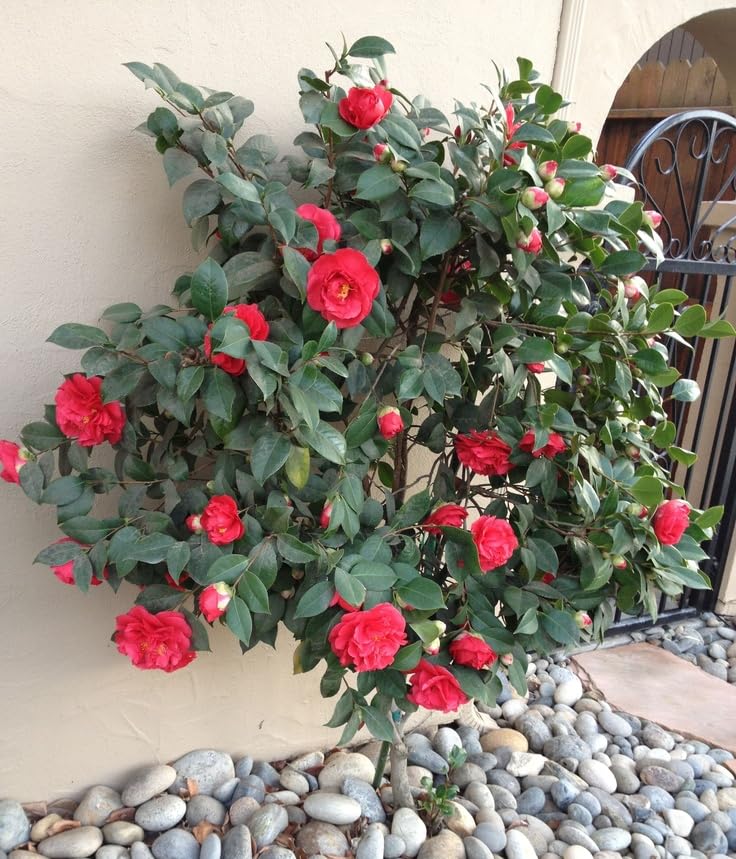 Red Camellia Japonica Live Plant
