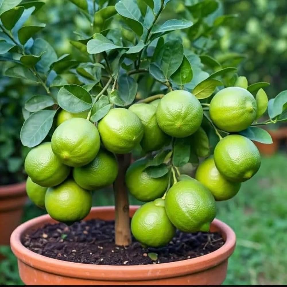 Thai Lemon (Guti Kolom/Air Layered)Live Plant