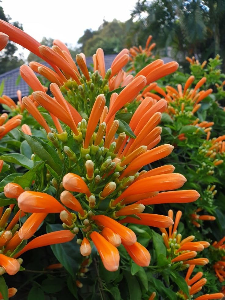 Flaming Trumpet Vine (Orange Bignonia Venusta healthy Live Plant)