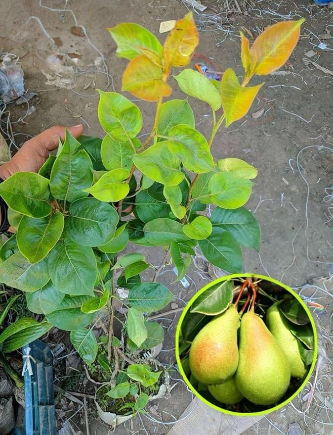 Babugosha Nashpati (Pear) Grafted Live  Plant