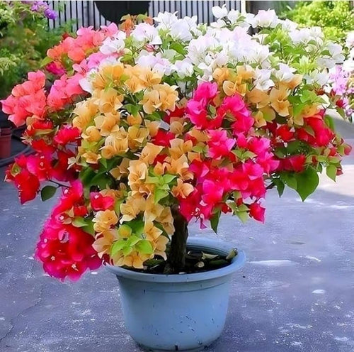 Dwarf Hybrid Multicolour Bougainvillea Live  Plant (3-6 Colour Grafted)