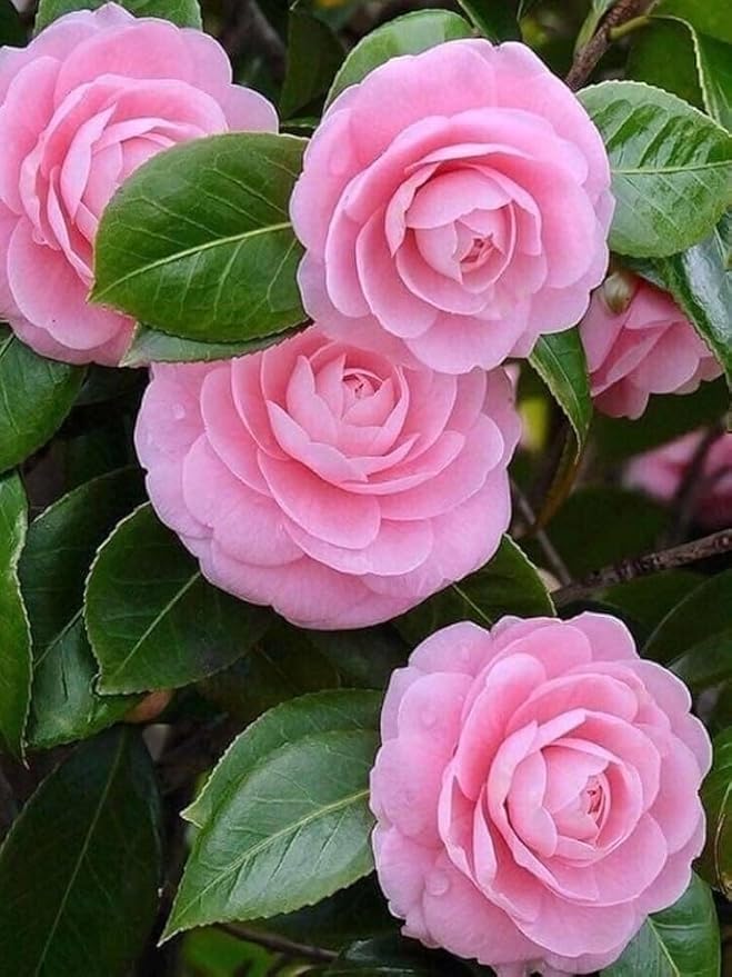 Camellia Pink Perfection Hybrid