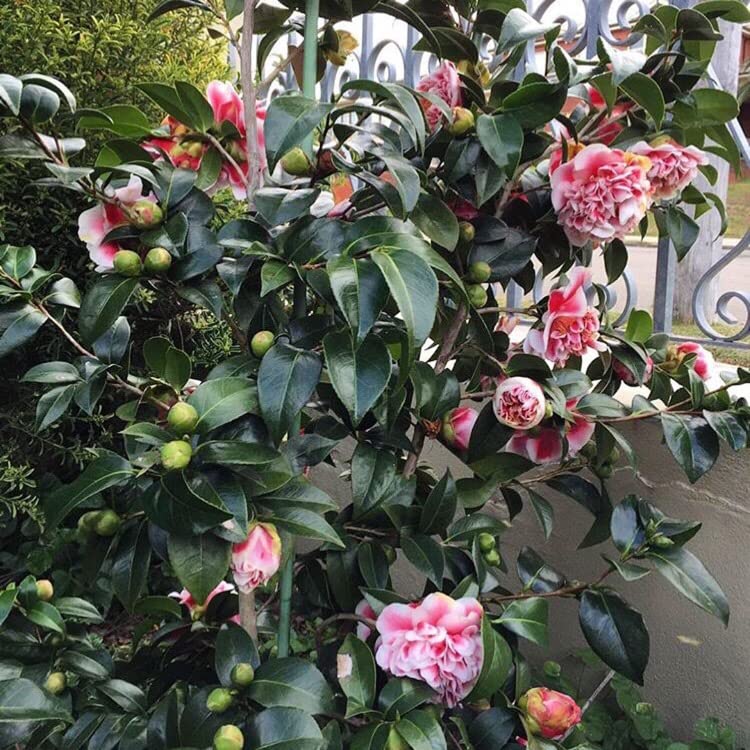 Pink Camellia Air Layered Plant