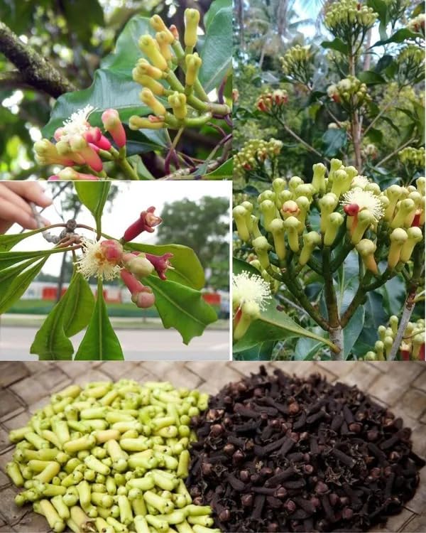 Clove (Laung) Plant
