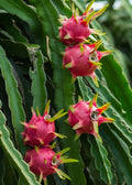 Red Flesh Dragon Fruit (Pack of 2)