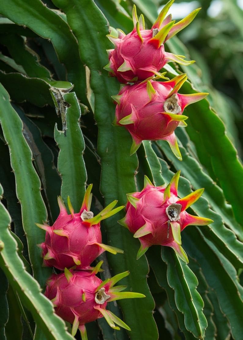 Red Flesh Dragon Fruit (Pack of 2)