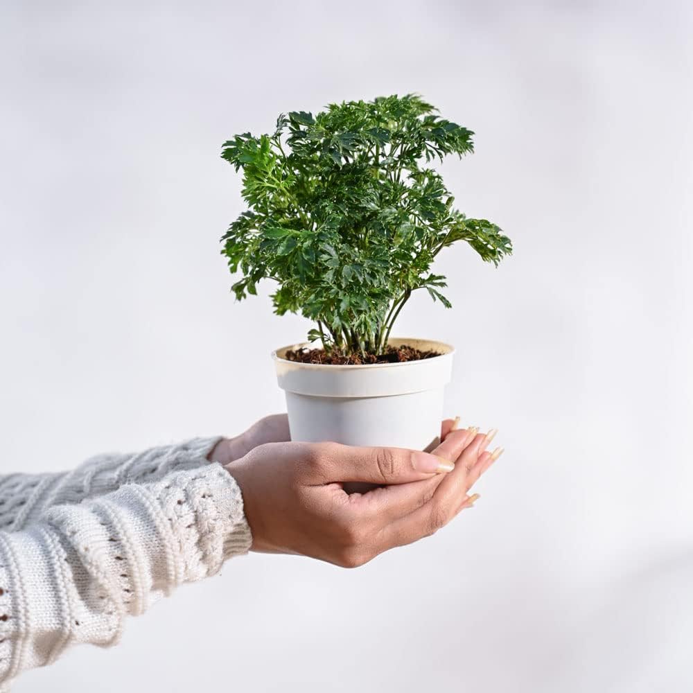 Aralia Indoor Decorative Plant