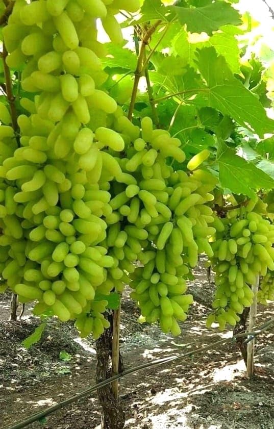 PlantExotic Sweet Seedless Green Grape Vine (Sweet Angoor)Live Plant.
