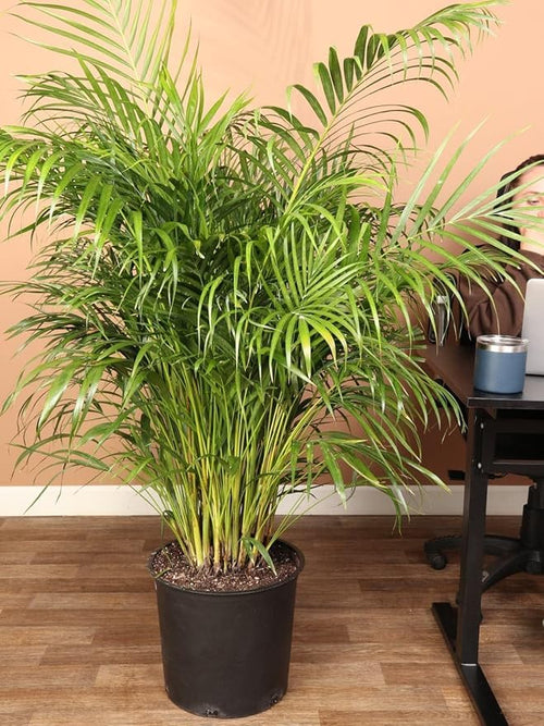 Areca Palm + Rubber Plant Combo (Pack of 2)