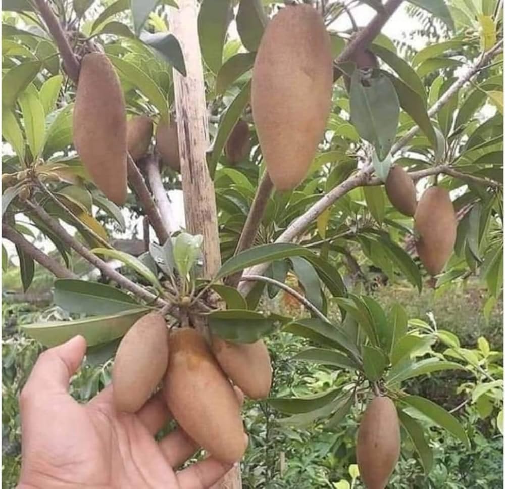 PlantExotic Sweet & Tasty Thai Long Banana Sapota/Chiku Live Plant(GRAFTED) All Time Variety.