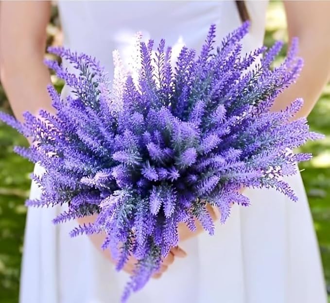 Live Purple Lavender Plant | Fragrant All-Season Flowering Indoor Outdoor Plant