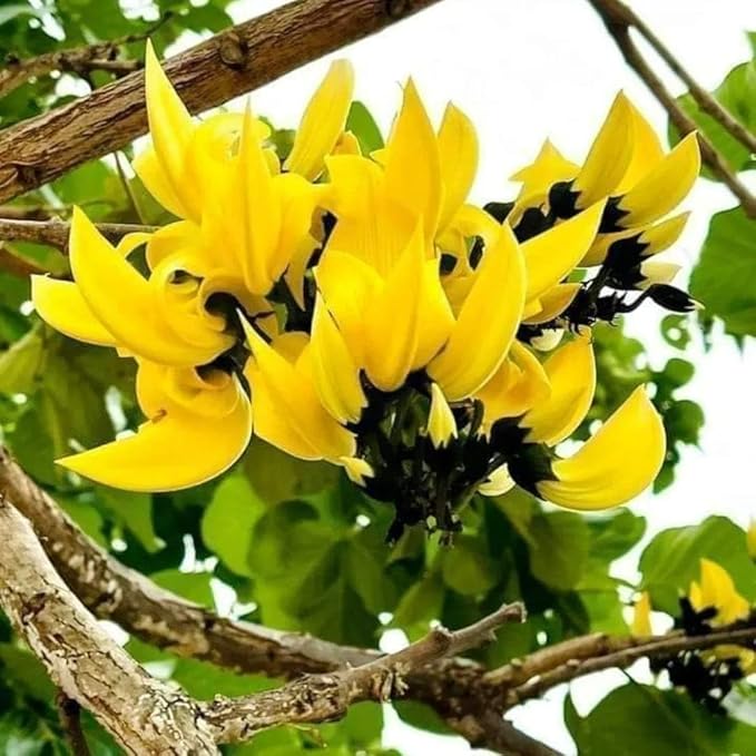 PlantExotic Rare All Time Dwarf Yellow Palash/Butea Very Rare Flowering Tree Plant[Butea Monosperma Ornamental/Medicinal Live Plant [Healthy Plant For Home & Garden],(Pack Of 2