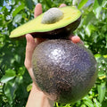 Rare Dwarf Hass Avocado Grafted Plant
