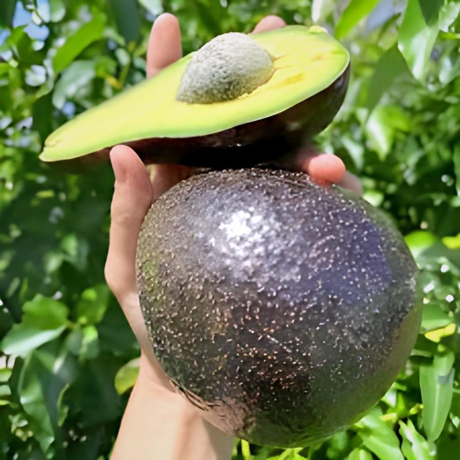 Rare Dwarf Hass Avocado Grafted Plant