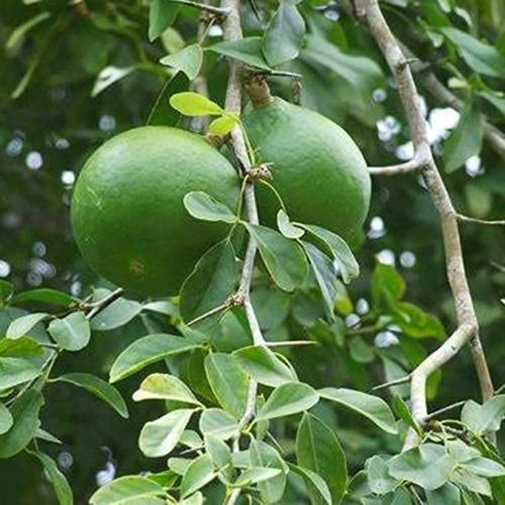 Bel Tree (Aegle Marmelos) Live Plant | Bilva Patra