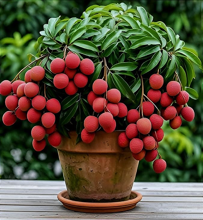 All Time Litchi China-3 Air Layered Plant | Live Lychee Fruit Plant for Home Garden, Terrace & Outdoor Farming | Fast Growing Premium Fruit Plant