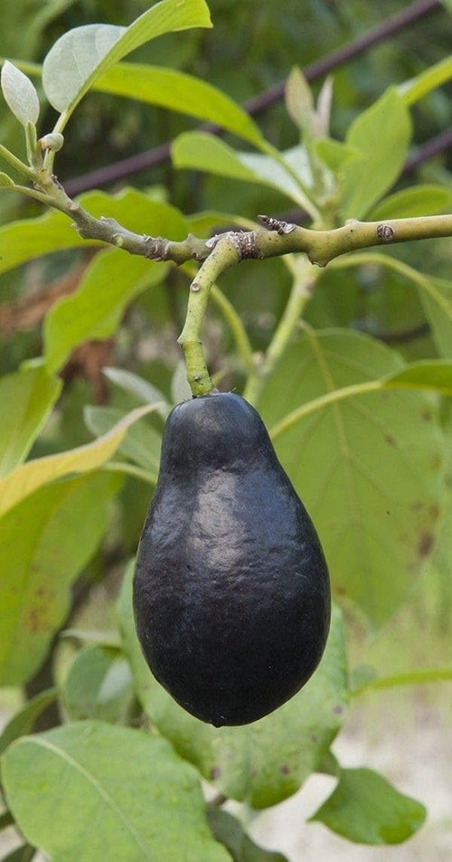 Avocado Grafted Fruit Plant | Healthy Hybrid Avocado Tree | Fast Growing Outdoor Live Plant for Home Garden