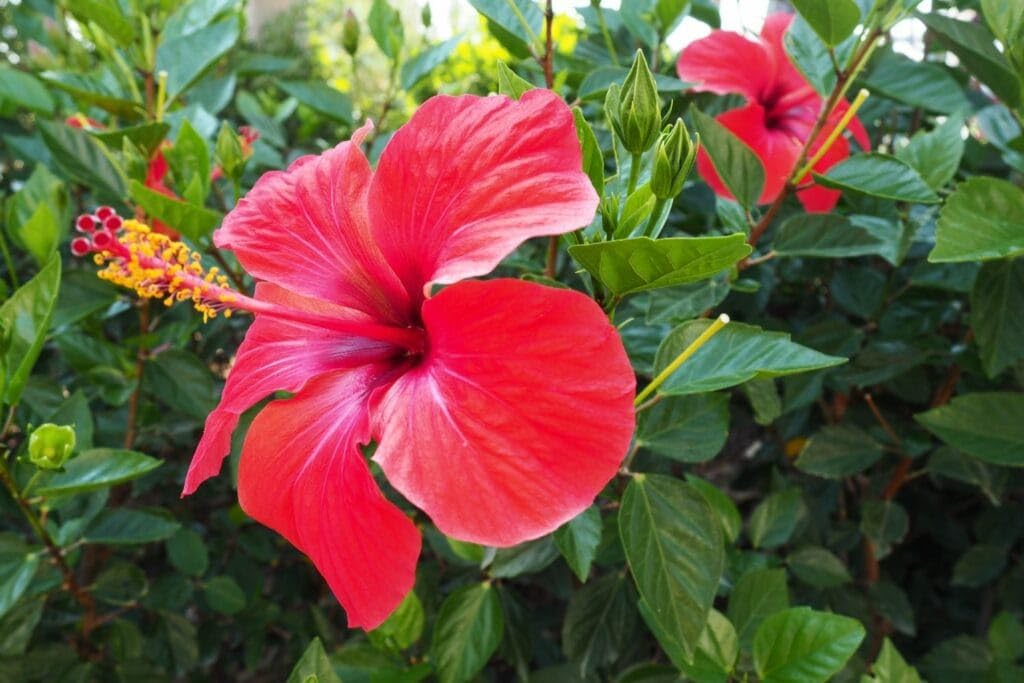 Hibiscus Red Single Petal