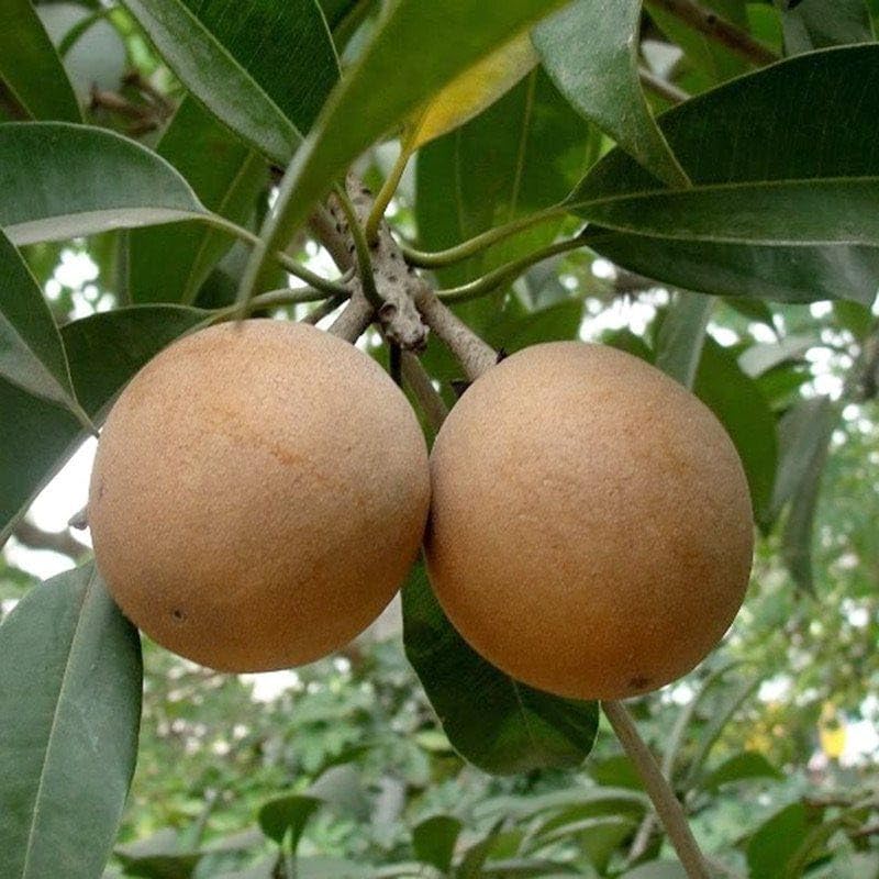 Sapota (Chikoo) Grafted Fruit Plant