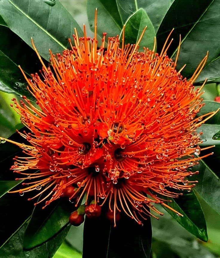 Red First Love Fragrant Flower Plant