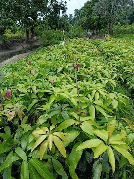 Amrapali Mango Grafted Live Plant | Sweet Hybrid Aam Tree