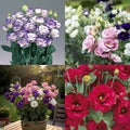Multicolor Lisianthus Hybrid Flower Plant (Pack of 1)