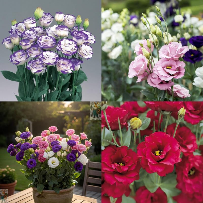 Multicolor Lisianthus Hybrid Flower Plant (Pack of 1)