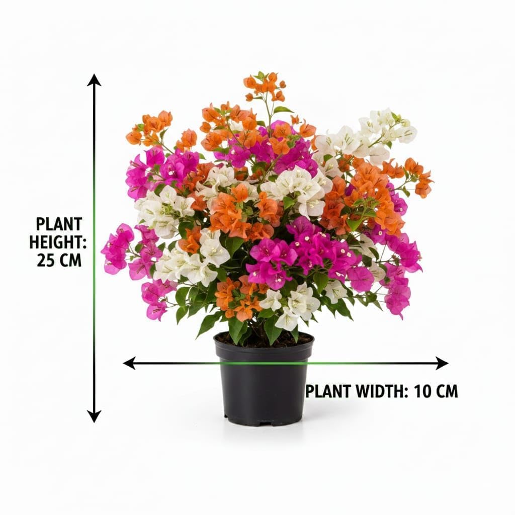 Dwarf Hybrid Multicolour Bougainvillea Live  Plant (3-6 Colour Grafted)