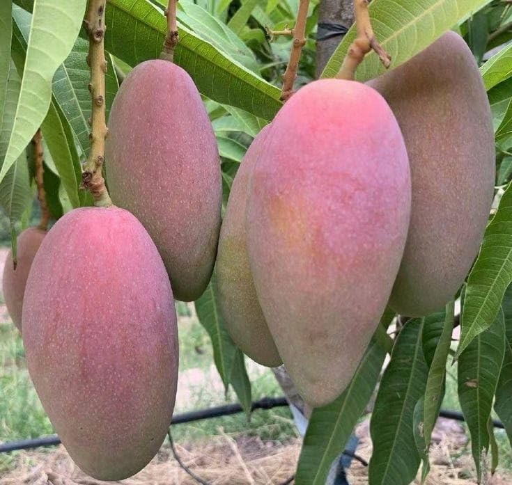 Thai Red Banana Mango Grafted Live Plant
