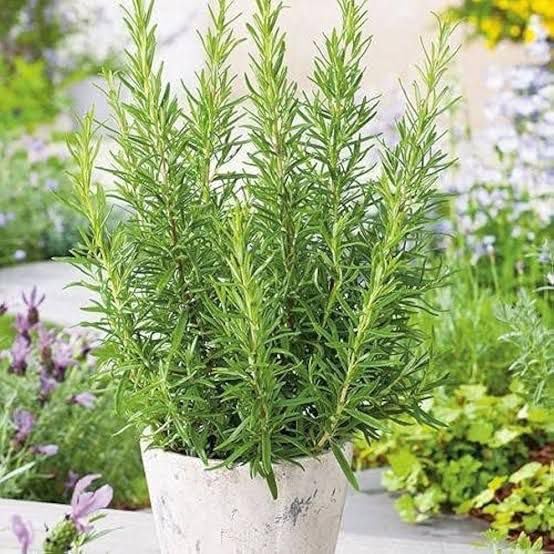Rosemary Herbal Live Plant (Potted)