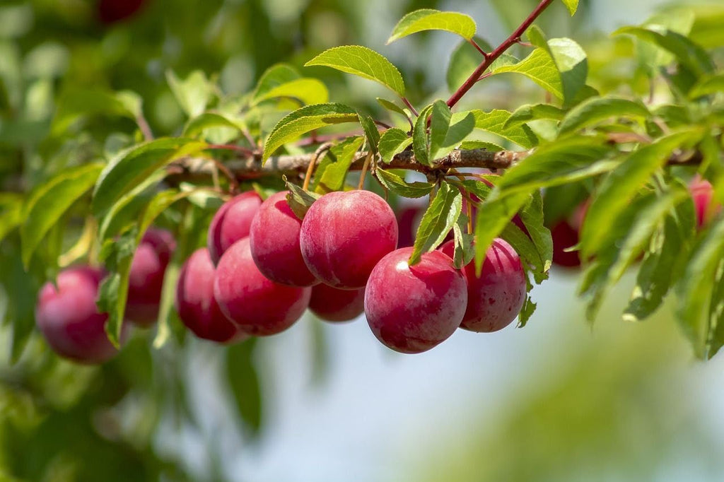Plum (Aloo Bukhara) Live Plant