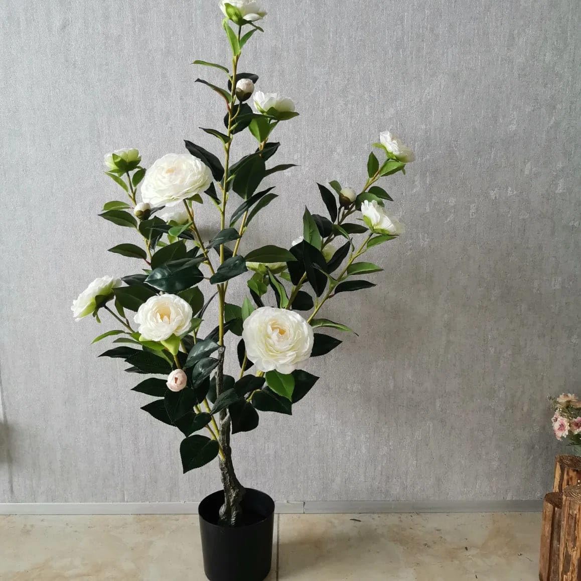 PlantExotic White Camellia (Camellia Japonica) Live Plant