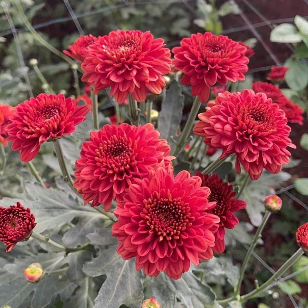Snowball Chrysanthemum Red (Hybrid)