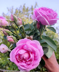 Camellia Pink Perfection Hybrid