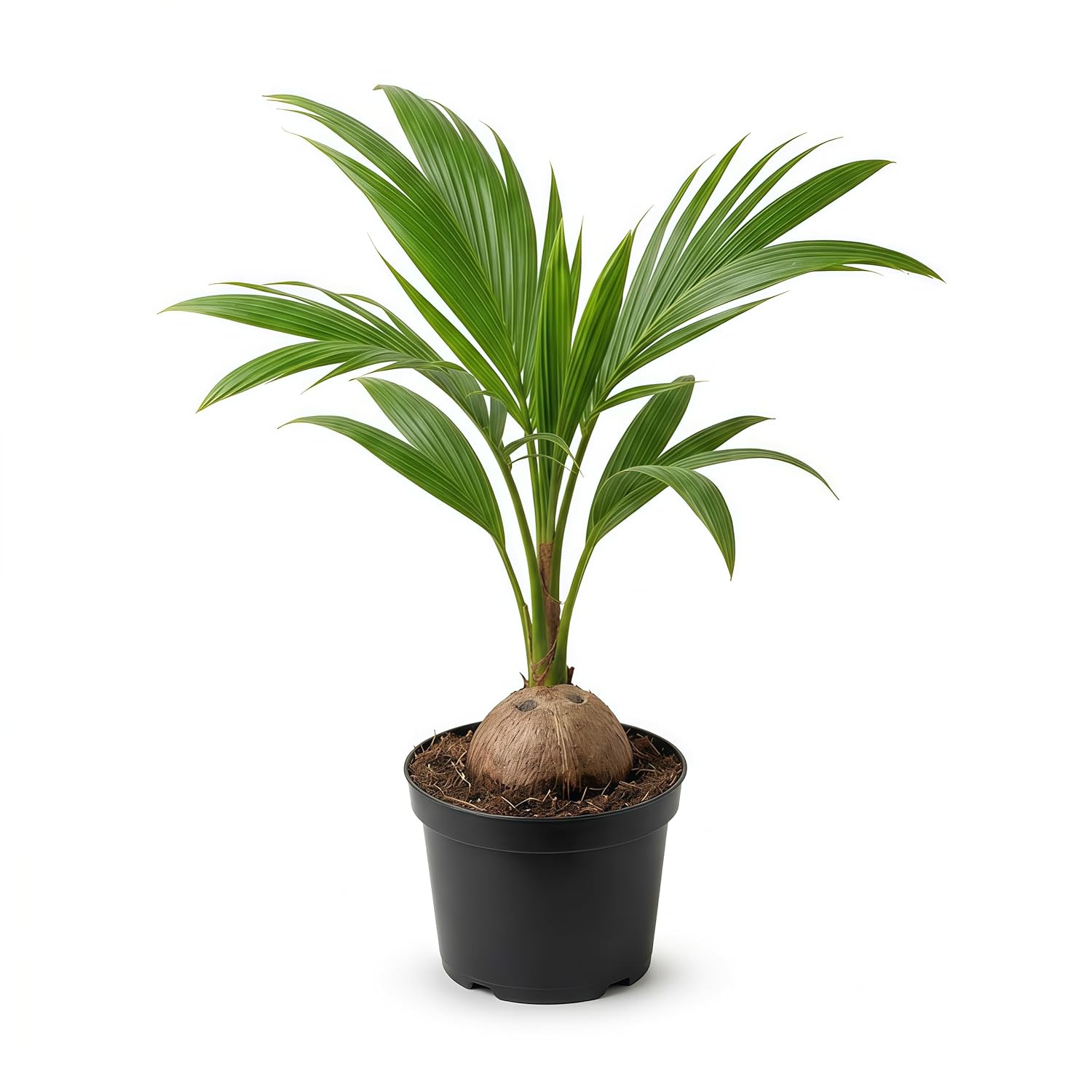 Pink Coconut Dwarf Hybrid Live Plant