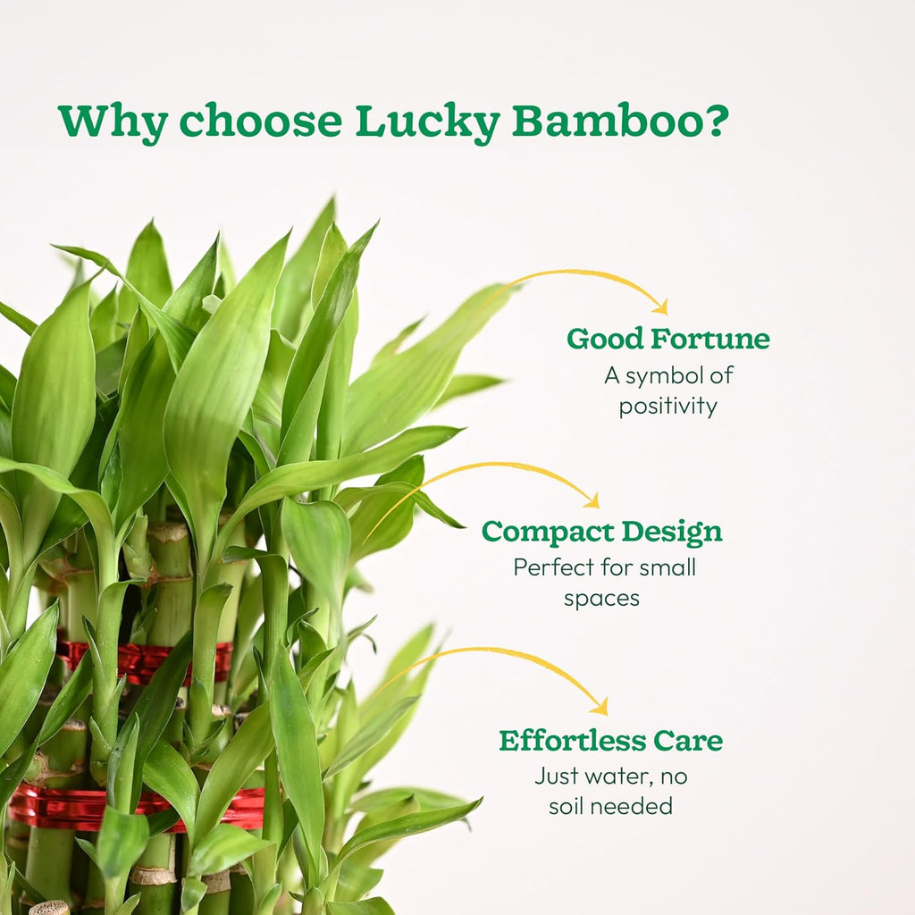 Lucky Bamboo 3 Layer Indoor Plant with Decorative Stones | Feng Shui Table Top Décor (20–25 cm)