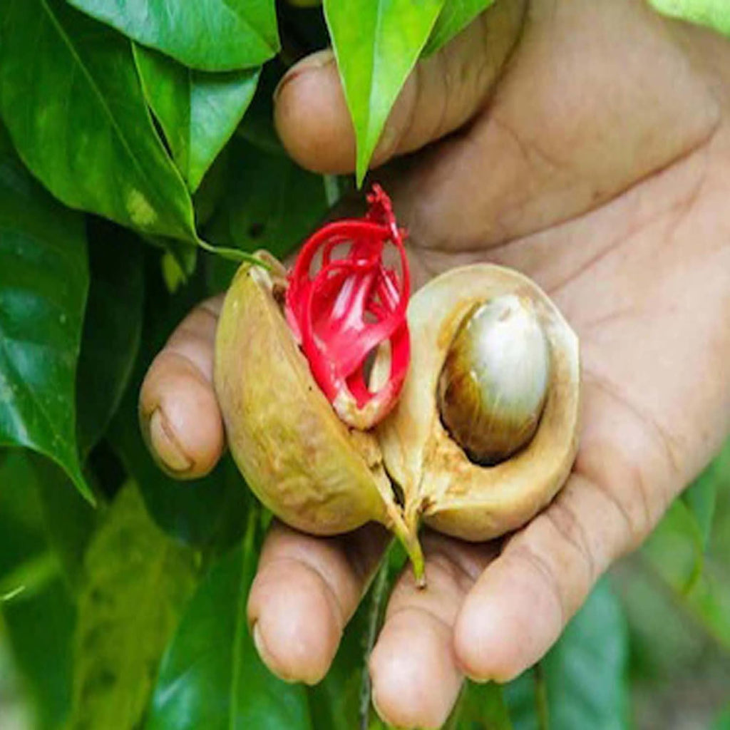 Nutmeg (Jaifal) Plant