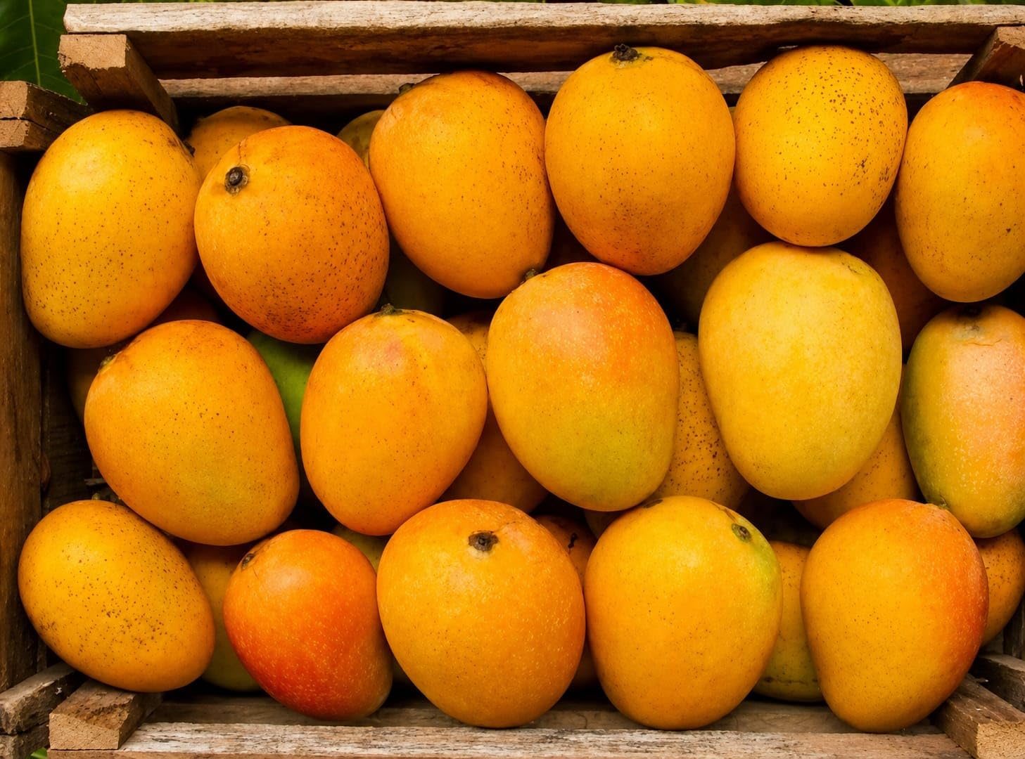 Ratnagiri Alphonso Mango (Hapus) Grafted