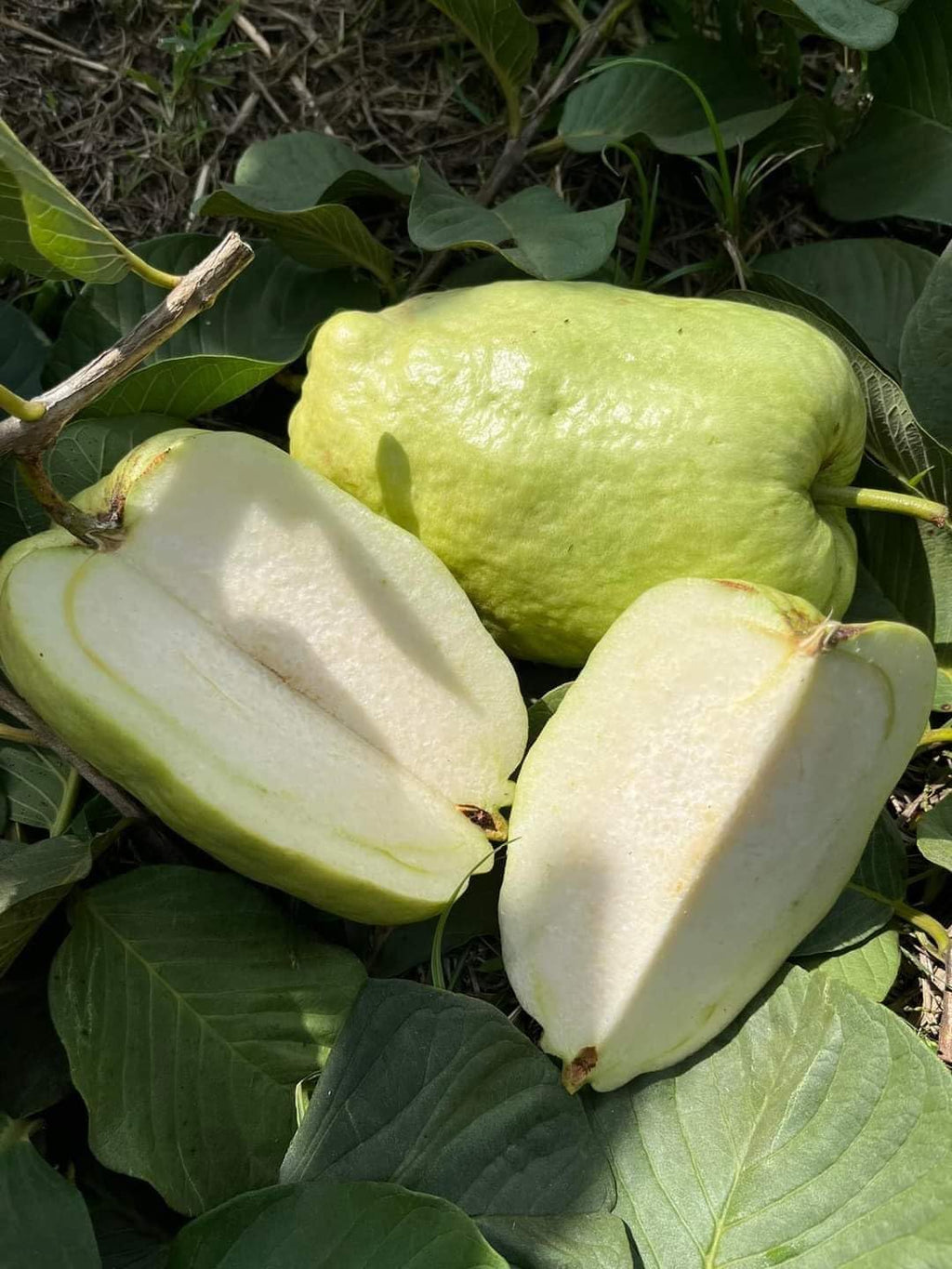 Japanese White Diamond Guava Plant