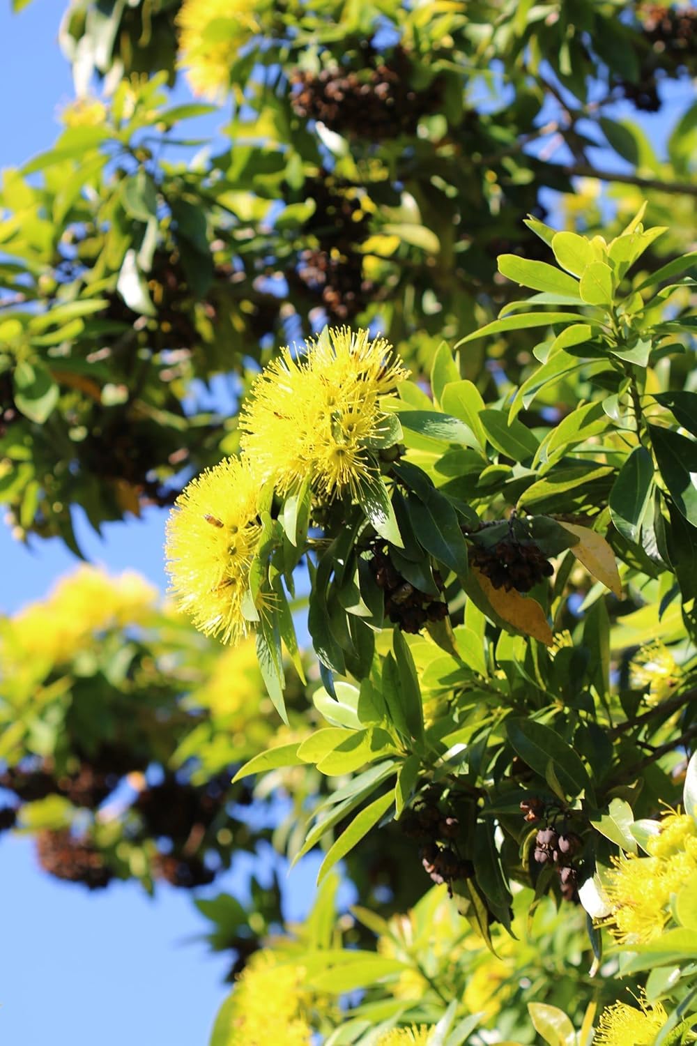 First Love Yellow (Xanthostemon) Flower Plant
