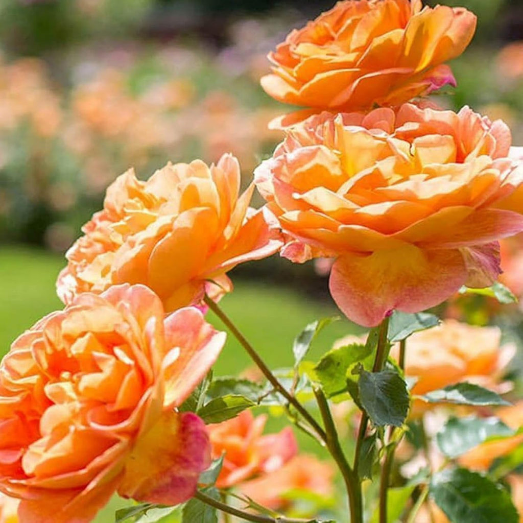 Peach Climbing Rose Plant (Chadiya Gulab)