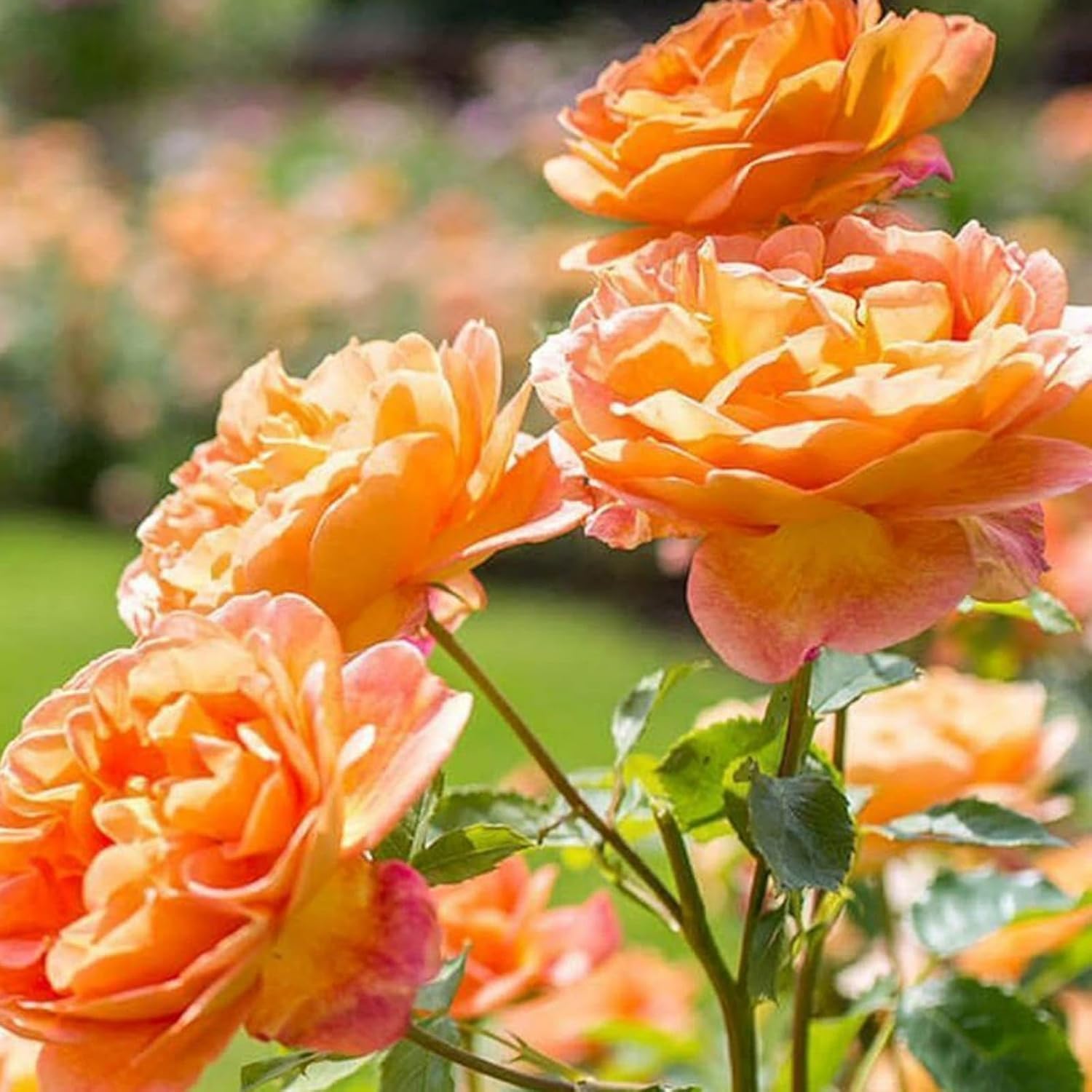 Peach Climbing Rose Plant (Chadiya Gulab)