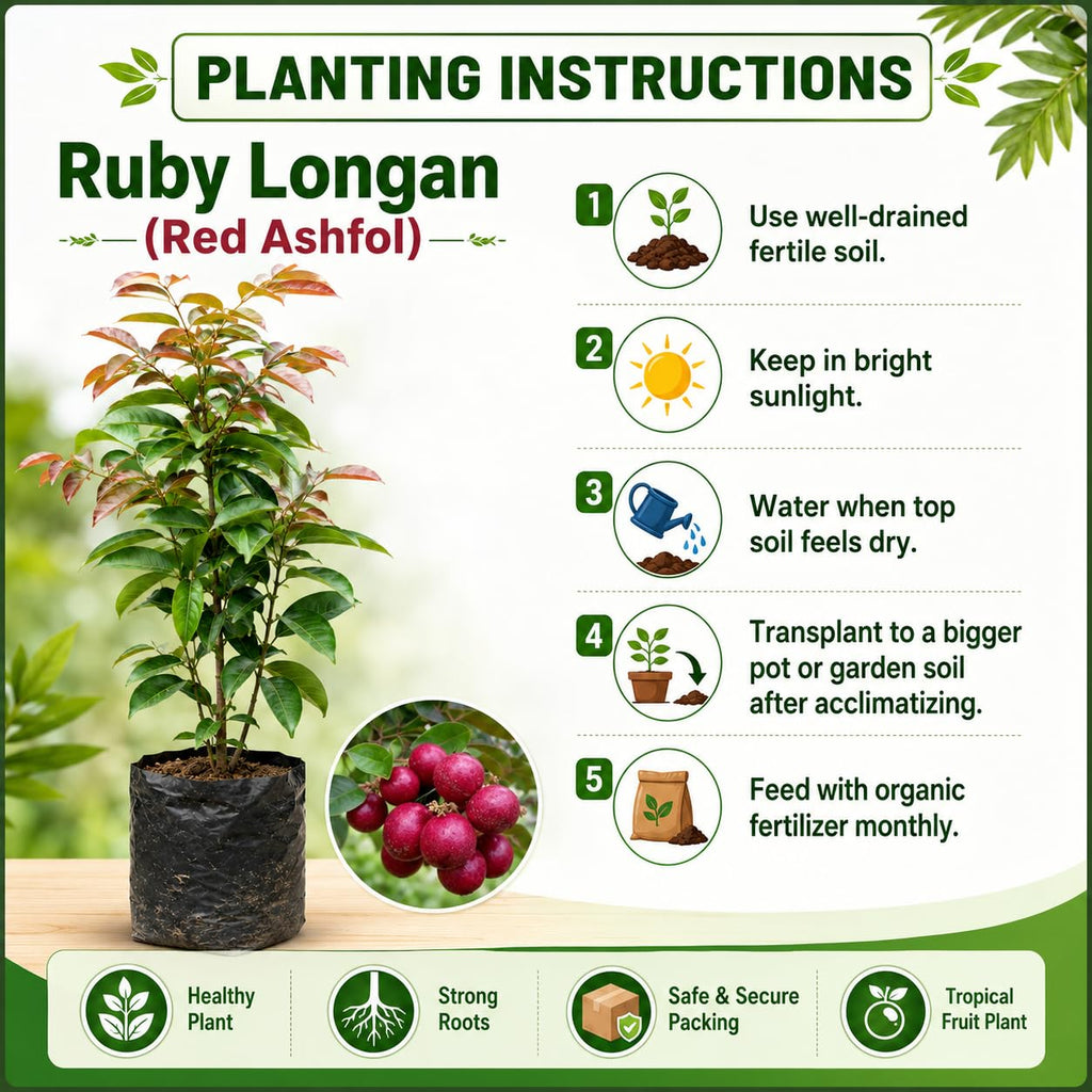 PlantExotic Sweet & Rare Thai Red Ruby Longan Grafted Live Plant