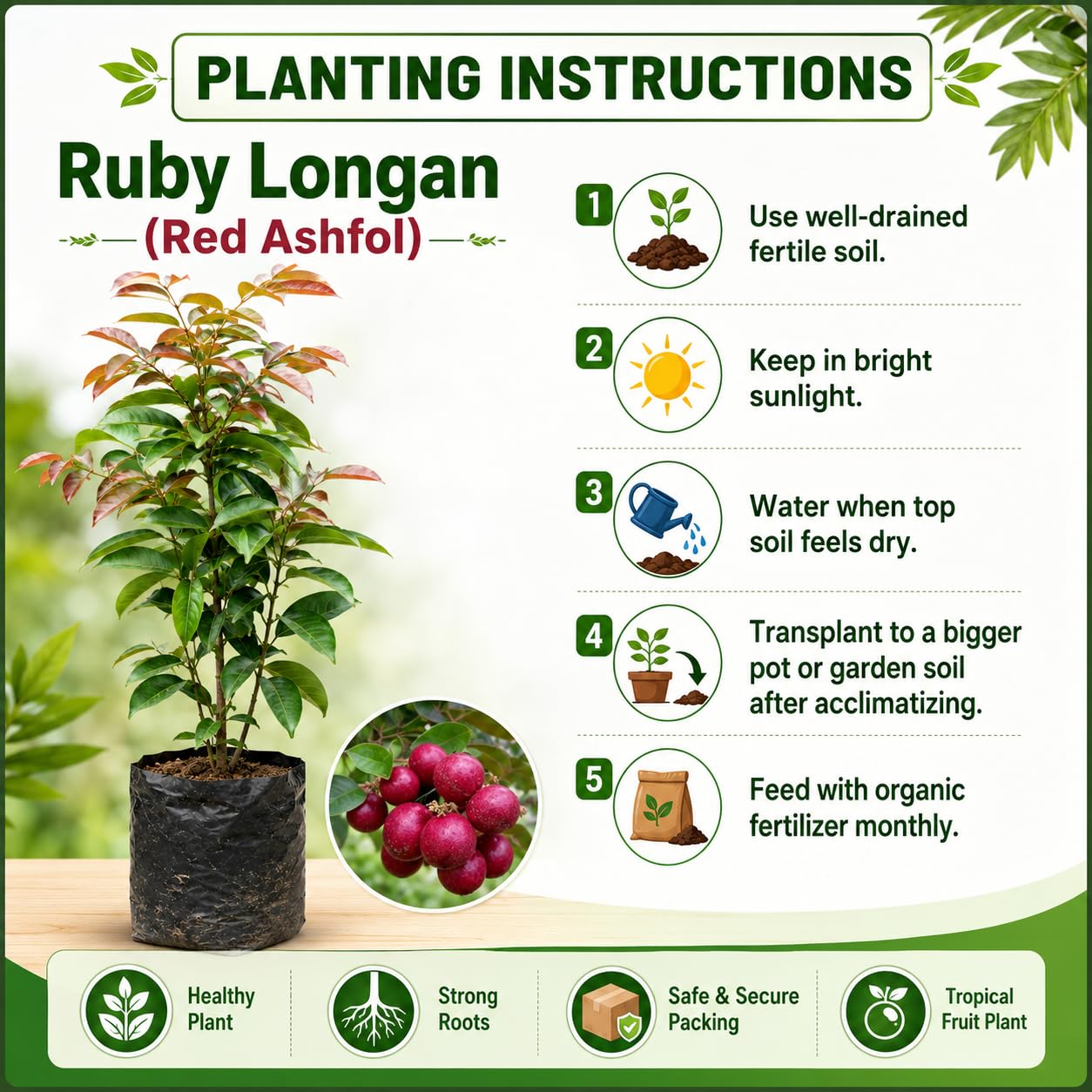 PlantExotic Sweet & Rare Thai Red Ruby Longan Grafted Live Plant