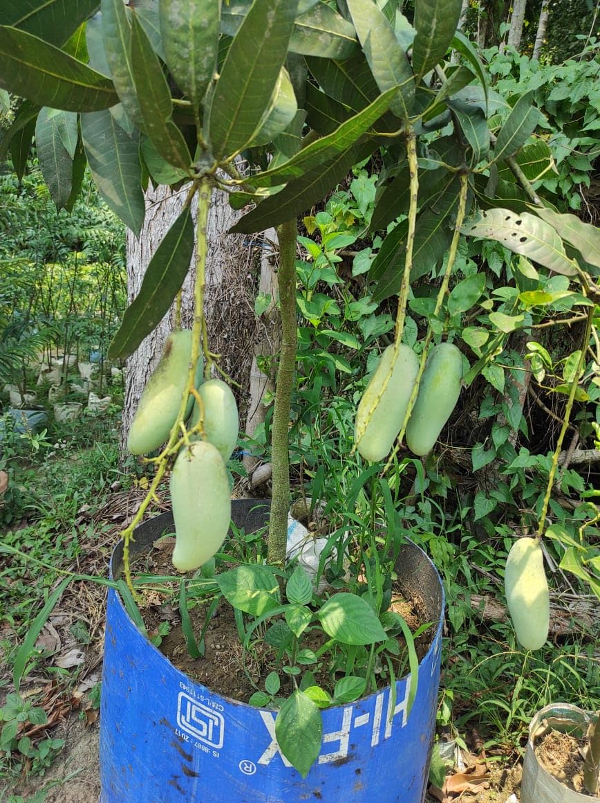 Amrapali Mango Grafted Live Plant | Sweet Hybrid Aam Tree