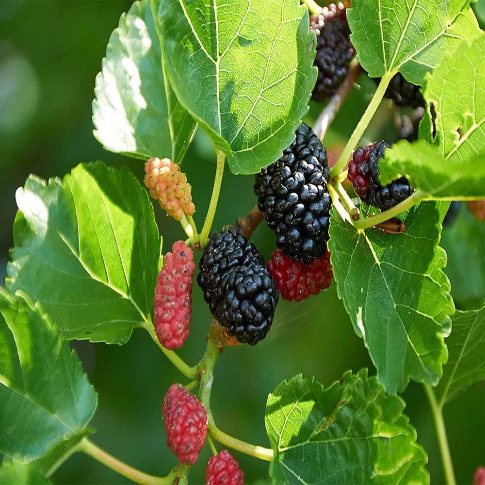Black Mulberry (Shahtoot) Fruit Plant