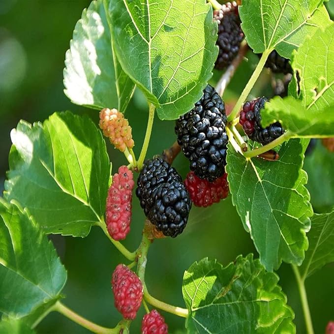 PLANT EXOTIC |Black & Red Colour Special Variety Mulberry/Shahtoot Plant Bearing Fresh&Healthy |Must-Have Sweet Layering/Grafted For Gardeners| Shatut Fruit Plant Live