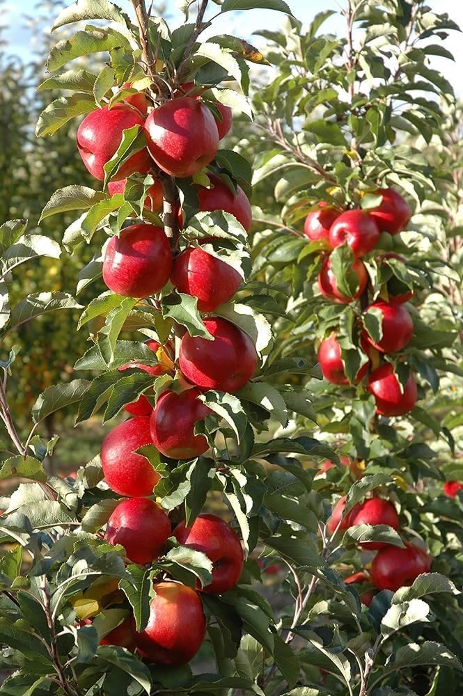 Shimla,HRMN-99 Apple Grafted Live Plant