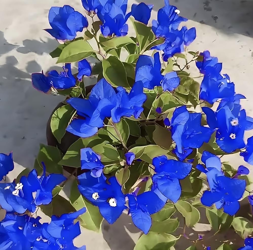 Bougainvillea Blue Flower Plant