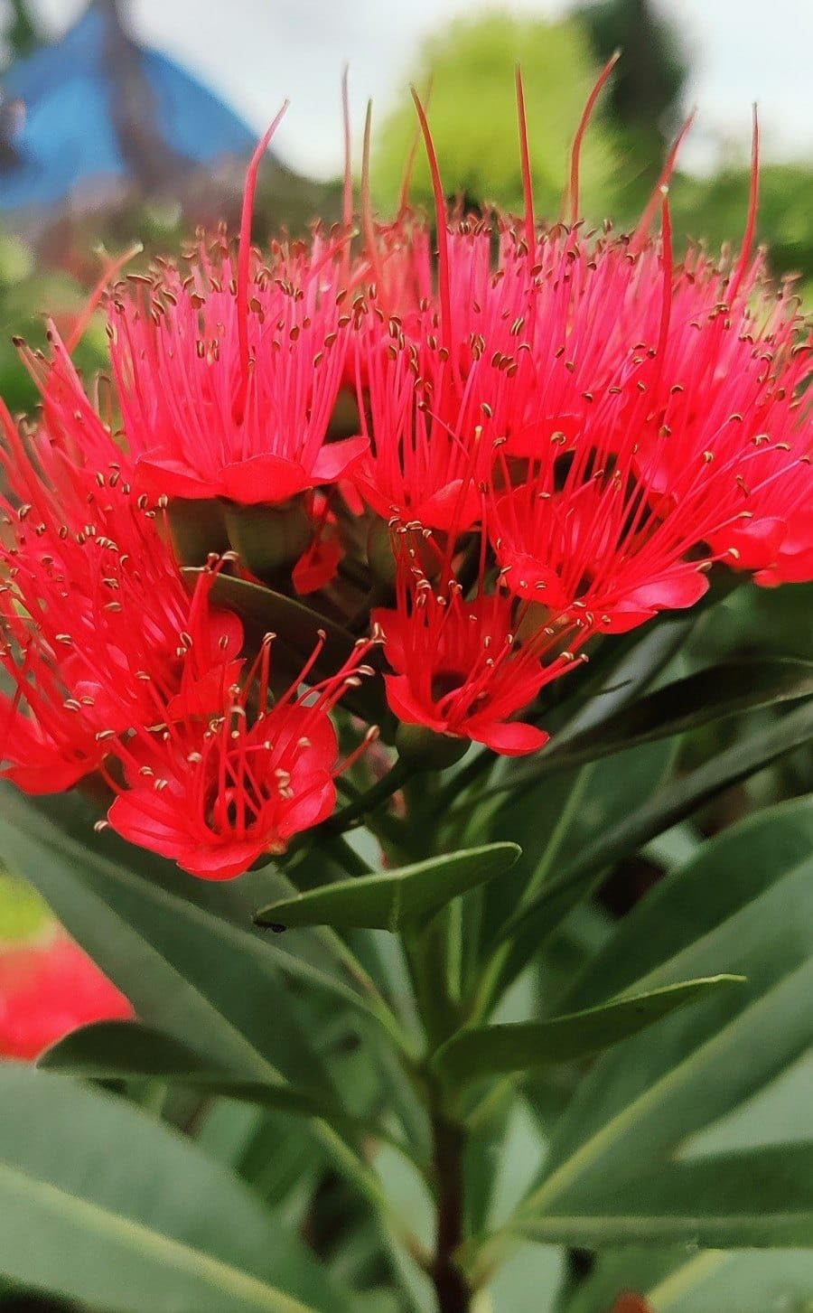 Red First Love Fragrant Flower Plant